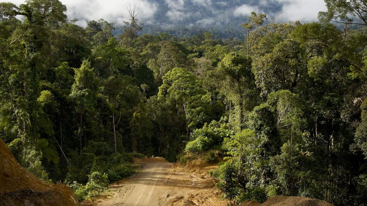 Южная Америка: в Южной Америке снизили уровень вырубки лесов