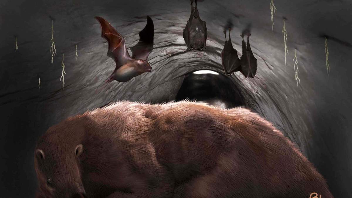 Кажани вампіри: знайдено кістки велетенського кажана вампіра