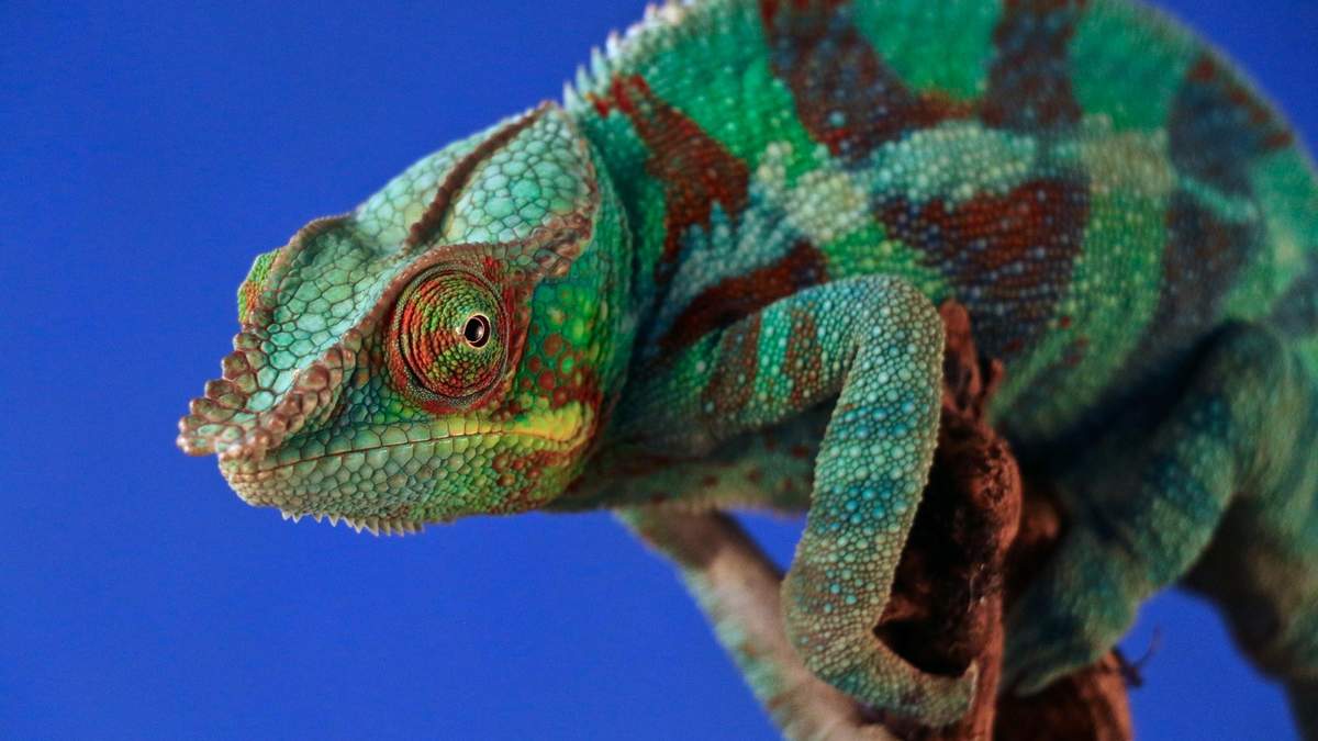Робот-хамелеон змінює кольори так само швидко, як і жива тварина