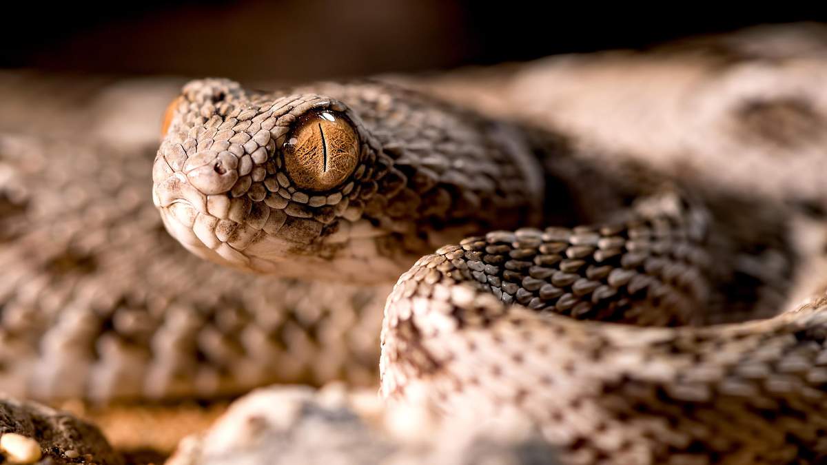 Что привело к развитию и распространению змей: ученые нашли ответ на вопрос