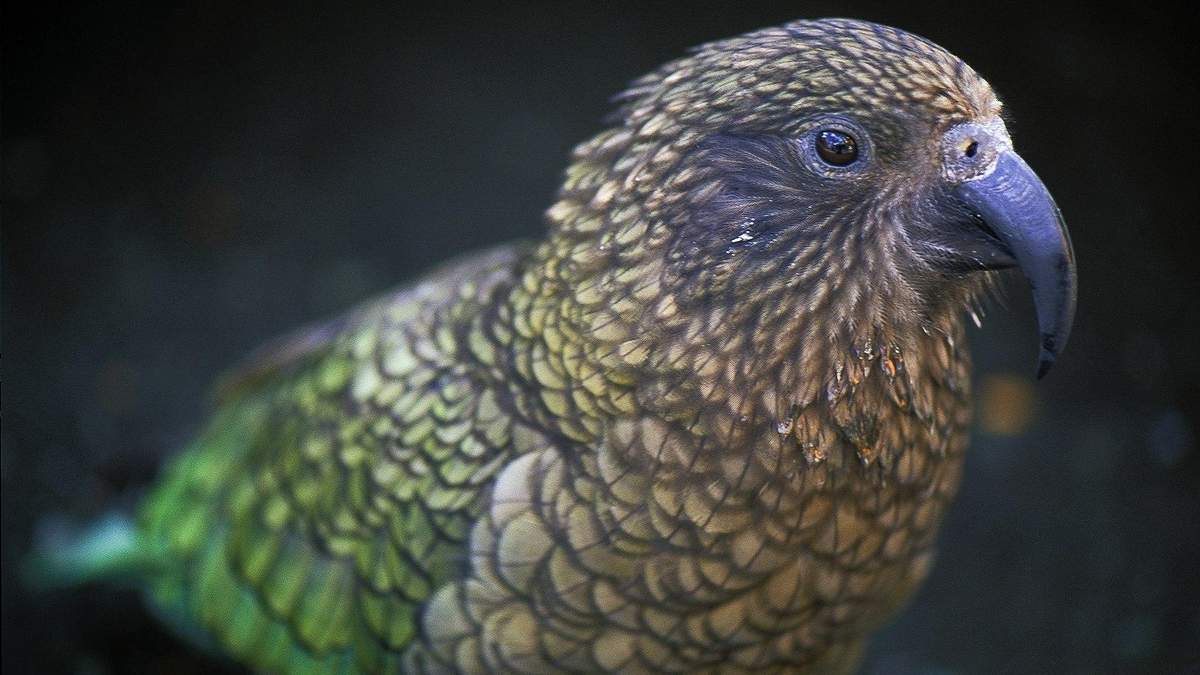 Воспринимают ли попугаи Кеа реальный и виртуальный мир как единый: исследование