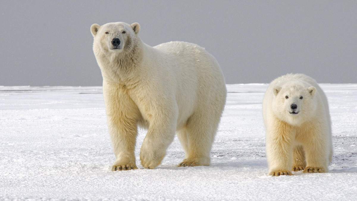 Білі ведмеді можуть зникнути з лиця Землі вже до кінця століття - Новини технологій - Техно