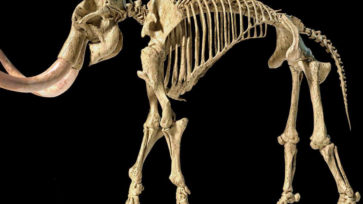 Могли бы дожить до нашего времени: люди ускорили вымирание мамонтов