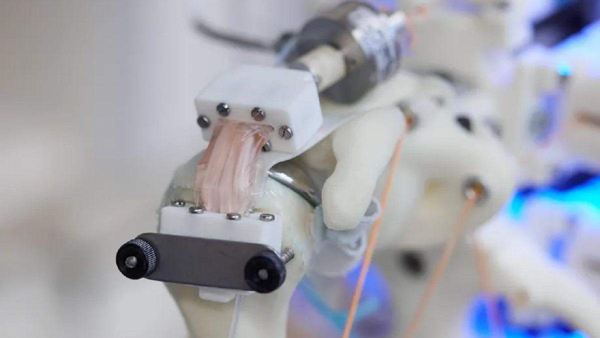Scientists from Oxford have learned to grow living tissue in a robotic skeleton.