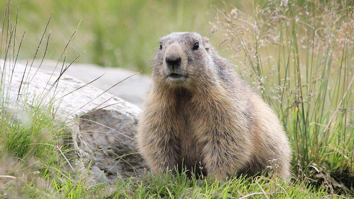 The power of nature: Beaver left many cities in Canada without internet