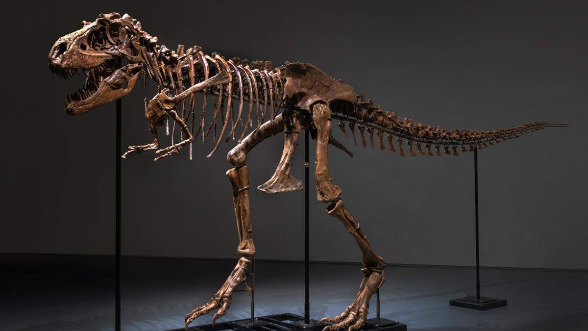 Skeleton of a giant 77-million-year-old gorgosaurus is being sold at Sotheby’s: how much is it worth?