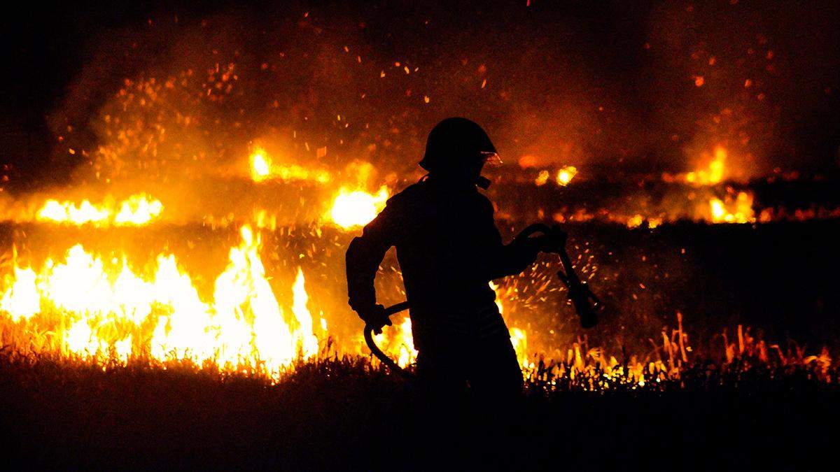 A company planting trees to offset carbon emissions accidentally caused a forest fire