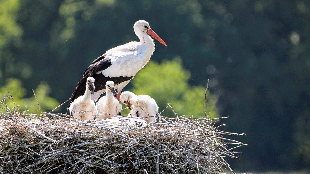 European storks have stopped migrating to Africa and live in landfills in Spain