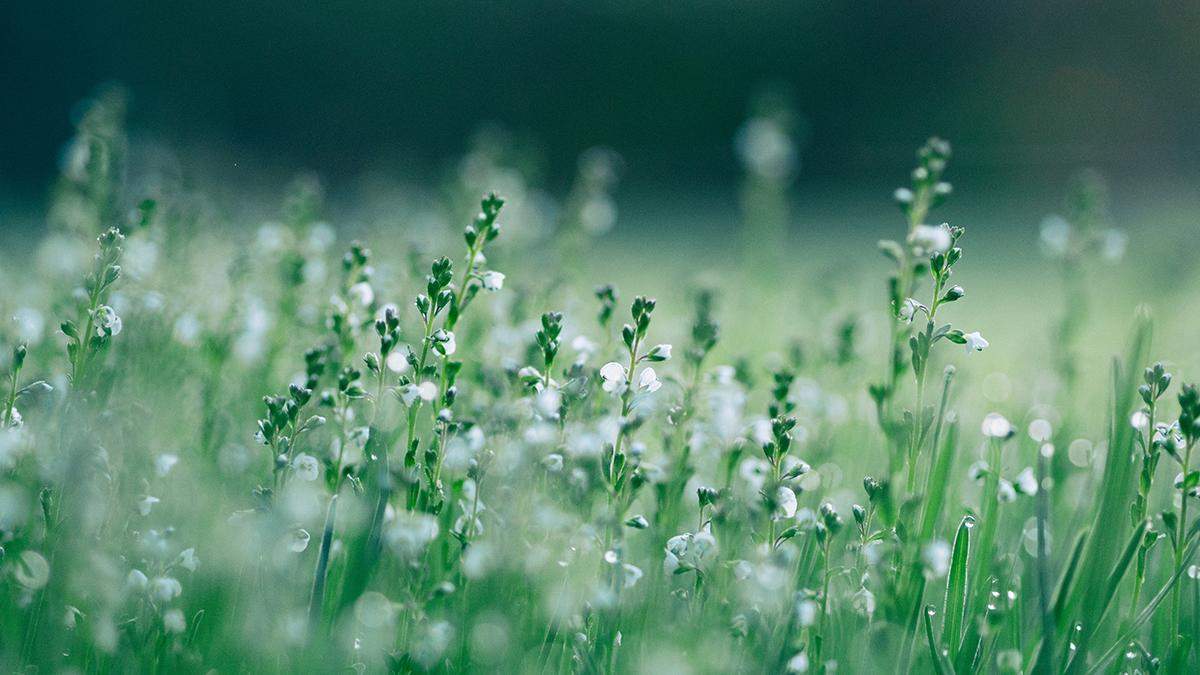Scientists started an experiment to find out whether plants are conscious beings.