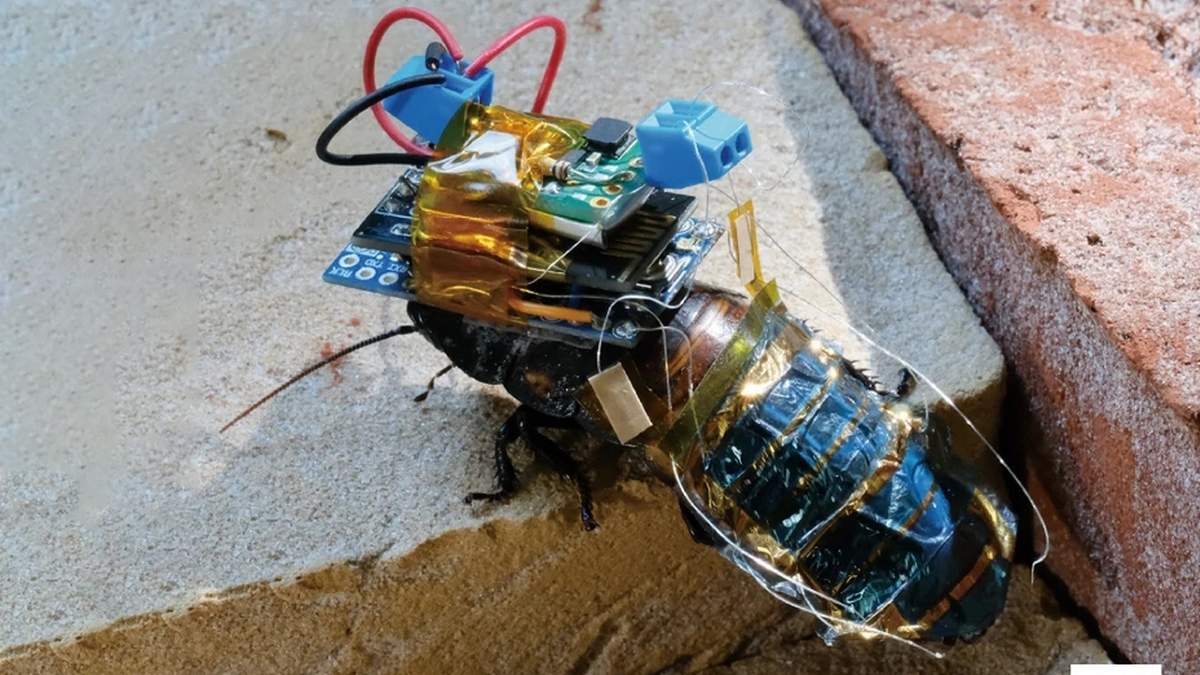The creator of the cyborg insects promises that they will not take over the world and will only be used for good.
