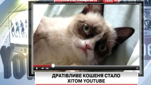 Видео с дразнящимся котенком стало хитом на Youtube