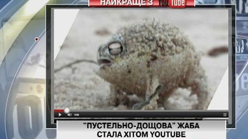 "Пустынно-дождевая" жаба стала хитом Youtube
