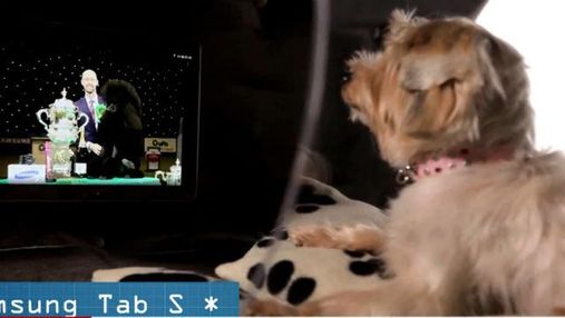 Samsung разработала собачью будку с беговой дорожкой и спа-системой с джакузи