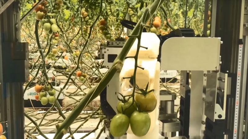 Panasonic научила роботов работать на ферме: видео