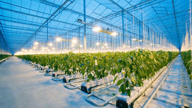 Intel и Microsoft занялись выращиванием огурцов