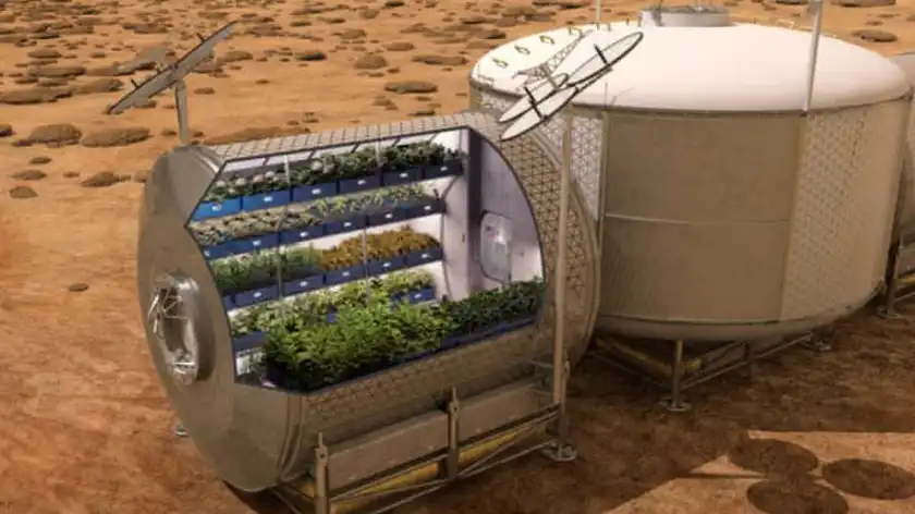 На МКС виростили салат: яка мета експерименту