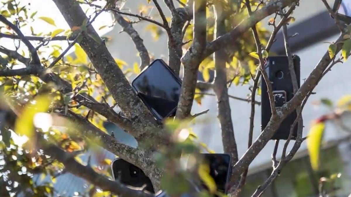 Кур'єри розвісили смартфони на деревах біля складів Amazon: яка мета
