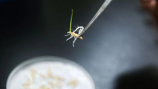 В Китае проросли семена риса, которые побывали на Луне: потрясающие фото