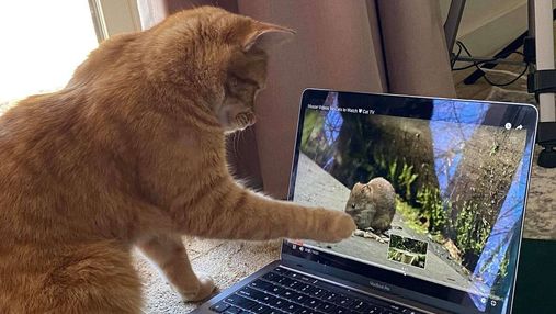 Сусідський кіт ходить в гості до жінки, щоб дивитися відео на ютубі: милі фото