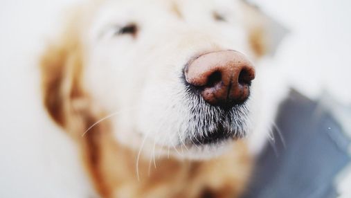 Дуже корисний додаток: допоможе знайти загублених собак за відбитком носа