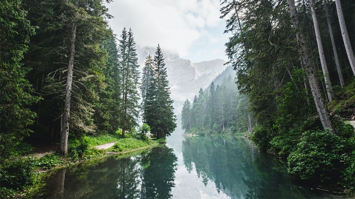 Скільки треба посадити дерев, щоб компенсувати власний вуглецевий слід