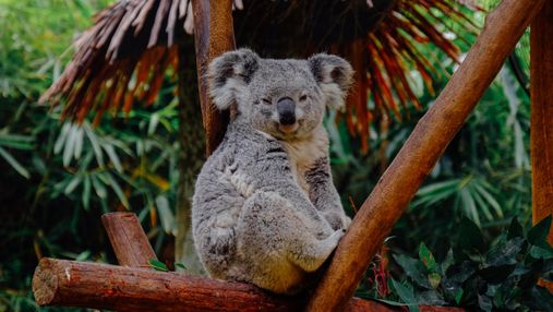 Штучний інтелект стежитиме за коалами у дикій природі: для чого