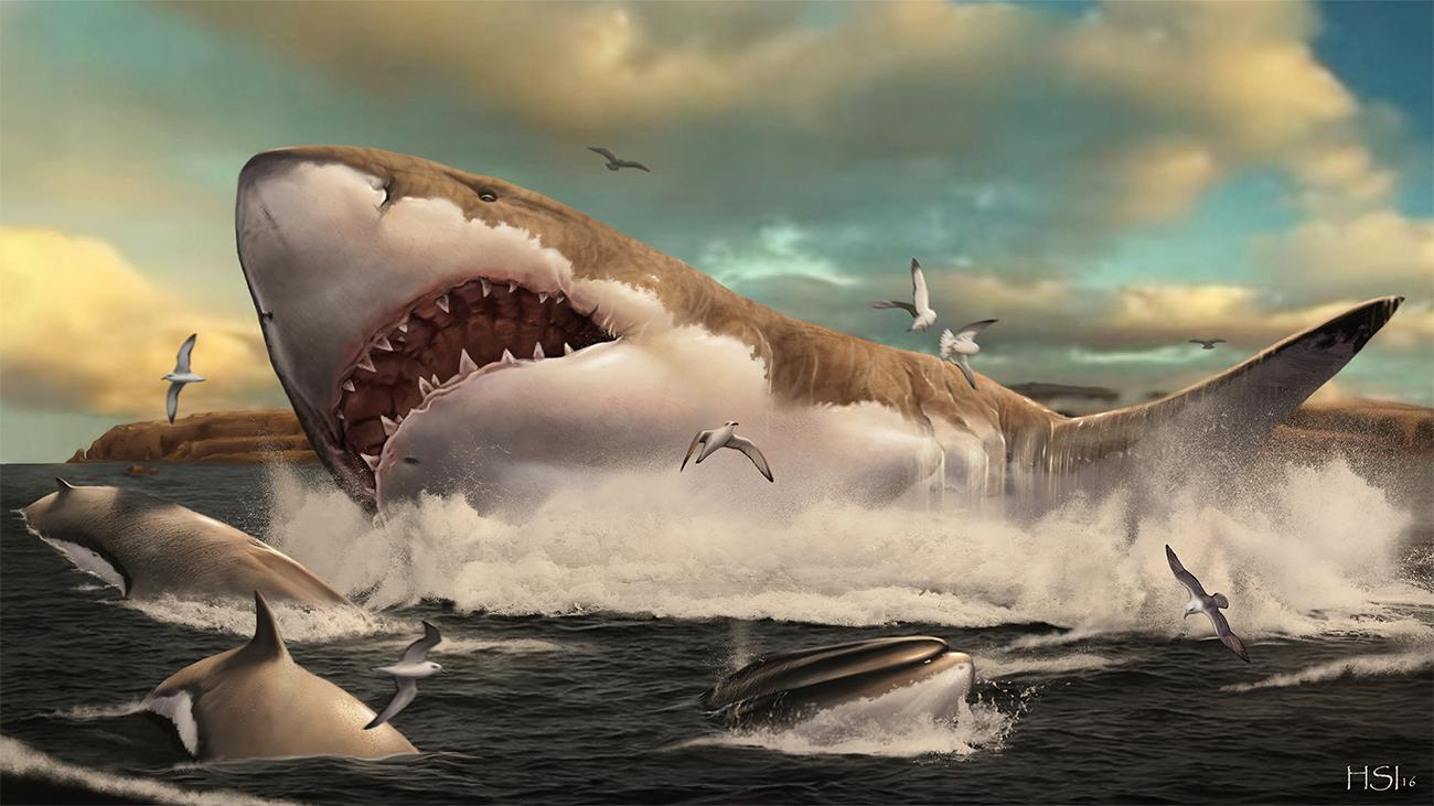 Мегалодон: вчені довели, що вимерлі акули були ще більшими