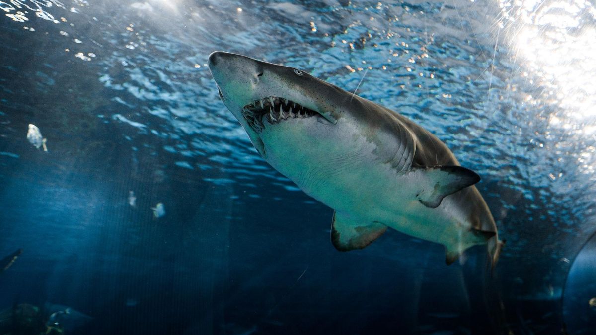 Полювання акул: як полюють акули