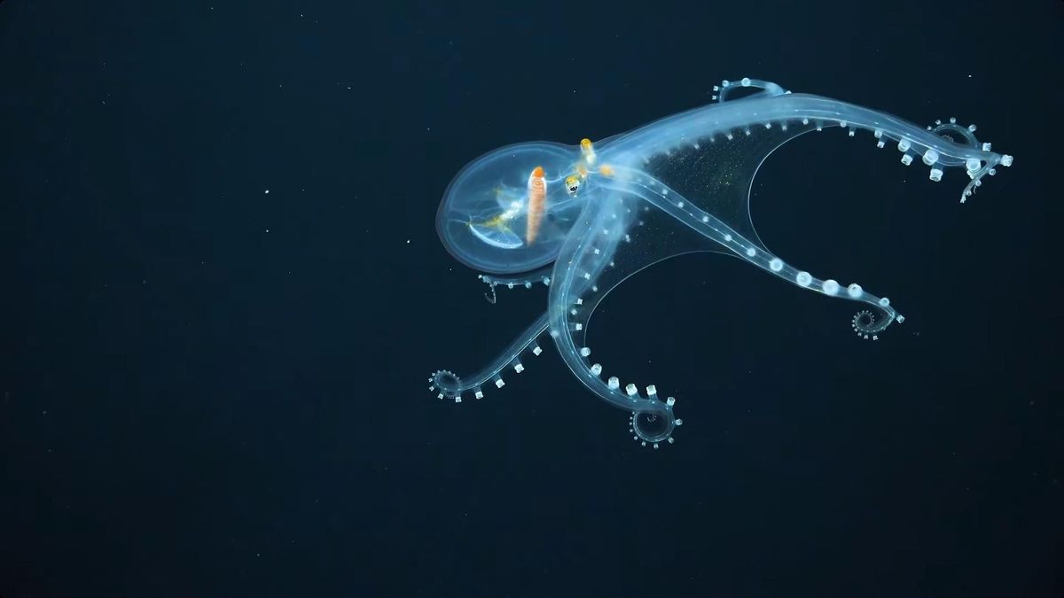 Глубоководного стеклянного осьминога впервые сняли на видео