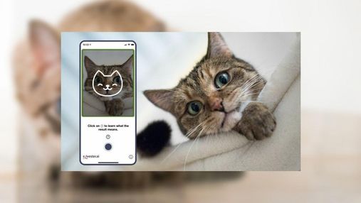 Искусственный интеллект научили оценивать самочувствие котов и создали специальное приложение
