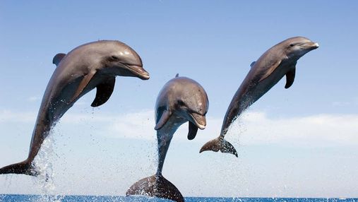 Свист допоможе розшифрувати "мову" дельфінів: дослідження