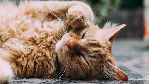 Спасенный кот очаровал соцсети своим позированием: фото пушистой модели
