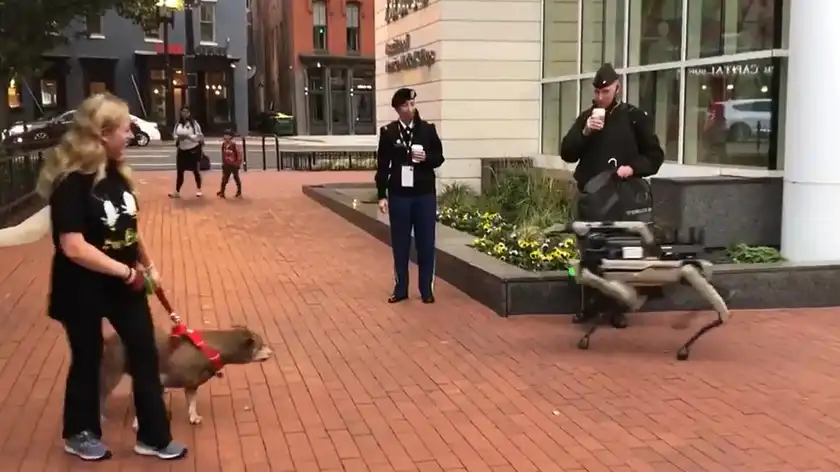 В США на прогулку вывели роботов-собак Boston Dynamics: как на них реагировали собаки