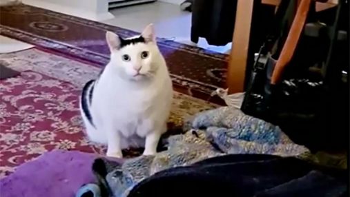 Деруны, вареники, – кот Бендер из вирусного видео рассказал, почему стоит приехать в Украину
