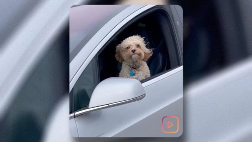 Блогери заради хайпу тестують автопілот Tesla на собаках: відео