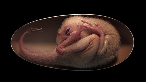 Дивовижна скам’янілість ембріона остаточно довела, що птахи – нащадки динозаврів