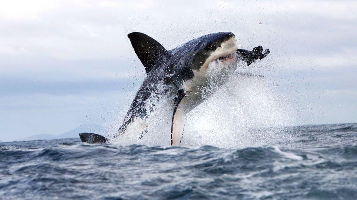 Нападения акул могут зависеть от лунных фаз: исследование