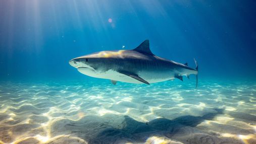 Австралійський університет створив гідрокостюм, стійкий до укусів акул