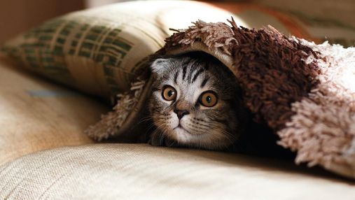 Не чіпайте котиків: російські магазини торгують нашийниками, які б'ють струмом за нявкання