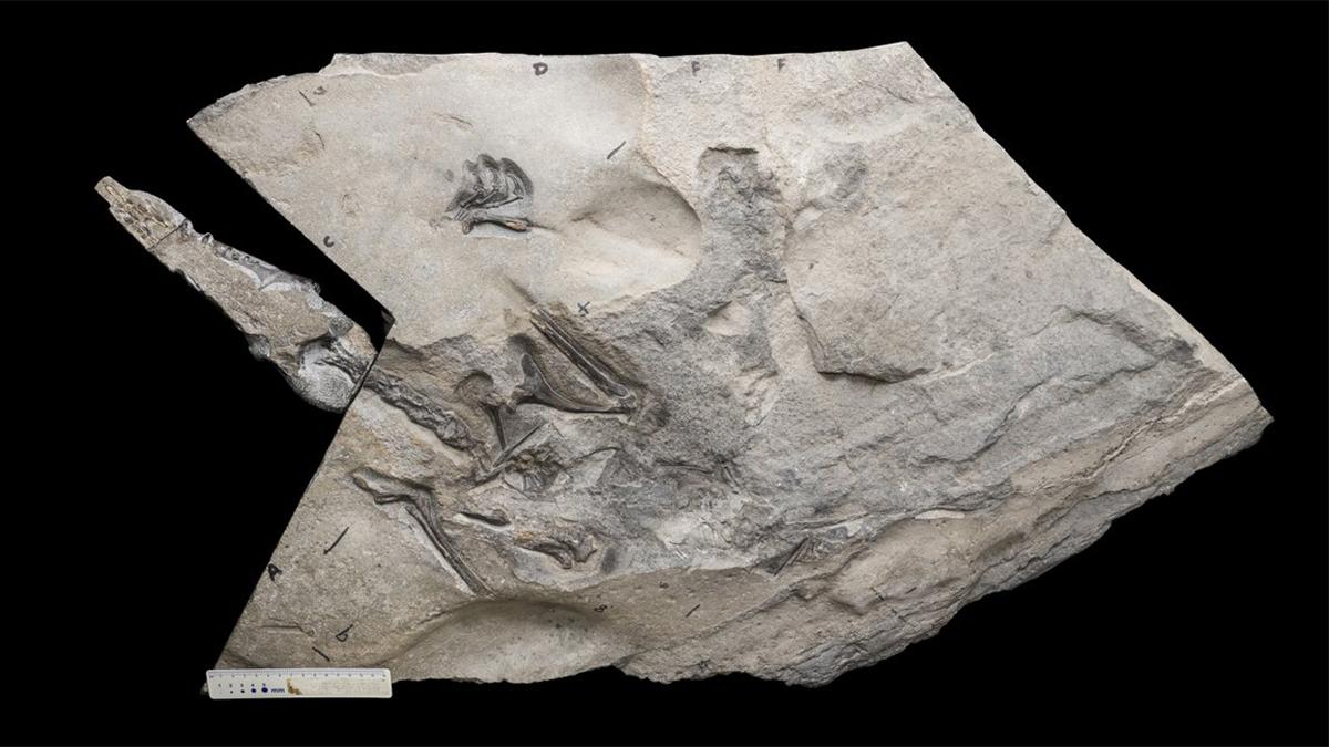 У Шотландії знайшли скелет птерозавра: чим він визначний - Техно