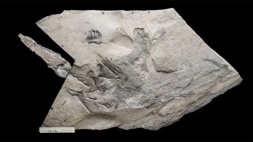 У Шотландії знайшли скелет птерозавра: чим він визначний