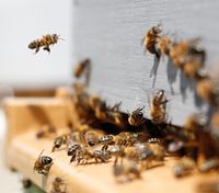Розумний вулик знизив смертність бджіл на 80%: він здатен запобігти їх глобальному вимиранню