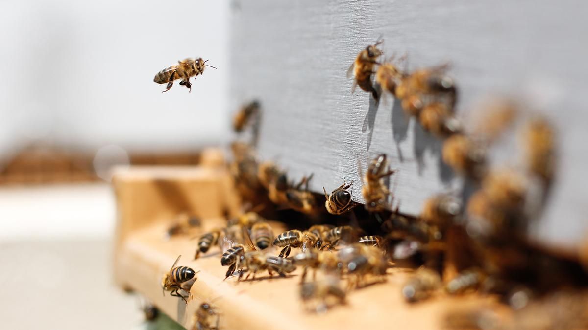 Умный улей снизил смертность пчел на 80%  он способен предотвратить их глобальное вымирание - Техно