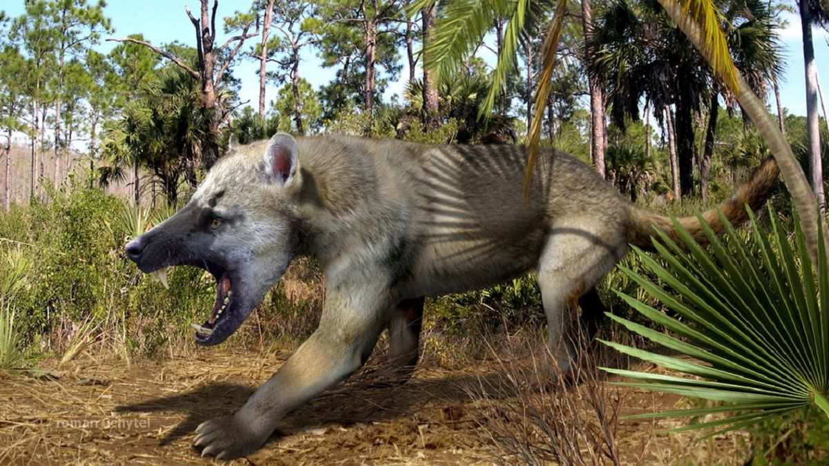 Во Франции обнаружили нижнюю челюсть гигантского амфиционида - Техно