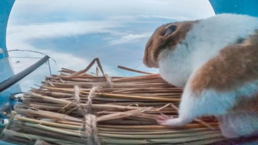Проспав майже весь політ: японська космічна компанія запустила хом'ячка у стратосферу Проспав майже весь політ: японська космічна компанія запустила хом'ячка у стратосферу