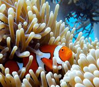 Хорошие новости: Большой Барьерный риф восстанавливается и теперь крупнейший за сорок лет