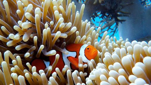 Хорошие новости: Большой Барьерный риф восстанавливается и теперь крупнейший за сорок лет