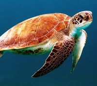 Морські черепахи під загрозою вимирання: майже кожна народжується самицею і вчені знають, чому