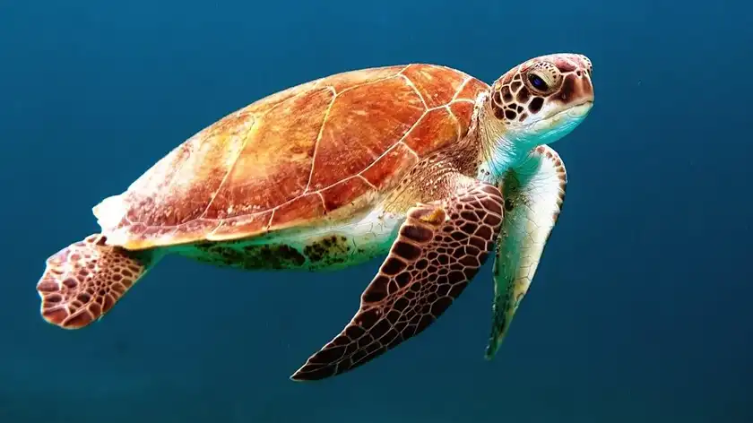 Морские черепахи могут исчезнуть, потому что почти каждая рождается самкой - Техно
