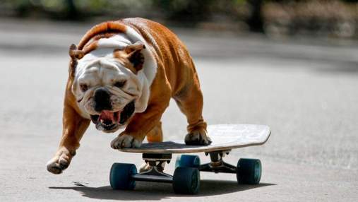 Невероятный пес-скейбордист захватил Twitter: видео